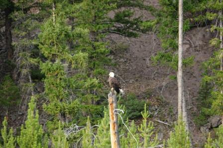 bald Eagle